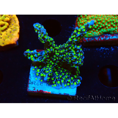 WYSIWYG Montipora hispida Hulk