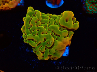 WYSIWYG RAH Montipora Orange Punch