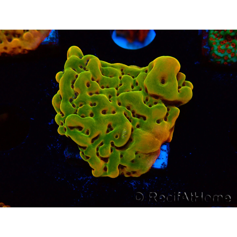 WYSIWYG RAH Montipora Orange Punch