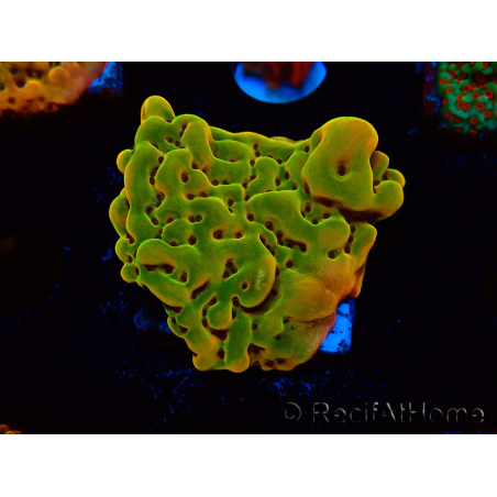 WYSIWYG RAH Montipora Orange Punch