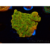 WYSIWYG RAH Montipora Orange Punch