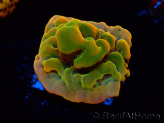WYSIWYG RAH Montipora Orange Punch 11K6