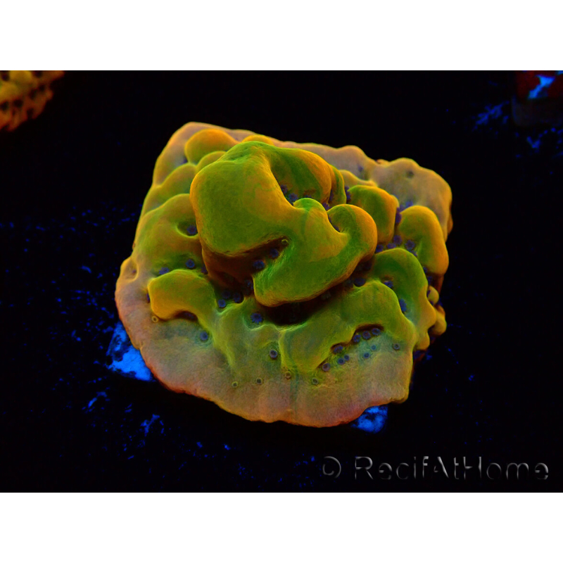 WYSIWYG RAH Montipora Orange Punch