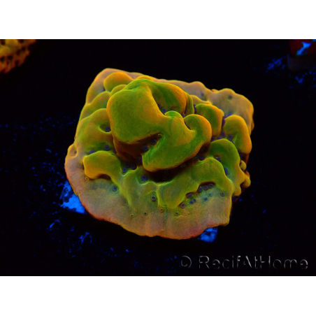 WYSIWYG RAH Montipora Orange Punch
