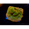 WYSIWYG RAH Montipora Orange Punch