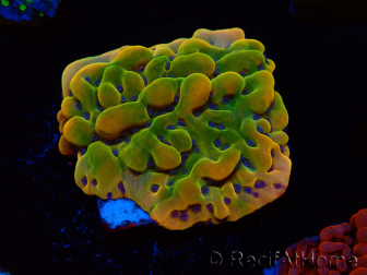 WYSIWYG RAH Montipora Orange Punch