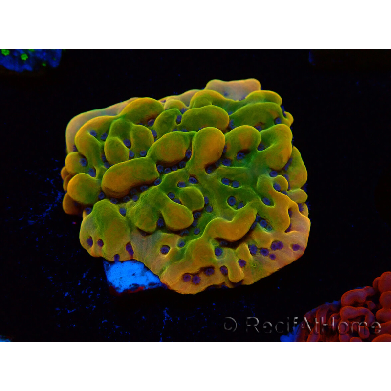 WYSIWYG RAH Montipora Orange Punch
