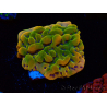 WYSIWYG RAH Montipora Orange Punch