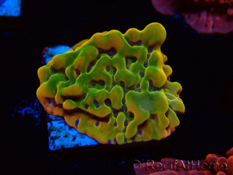 WYSIWYG RAH Montipora Orange Punch