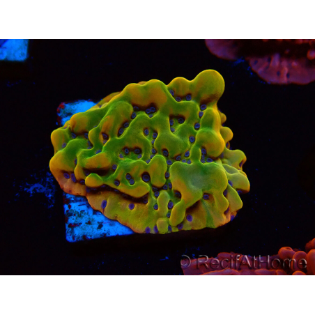 WYSIWYG RAH Montipora Orange Punch 11K8