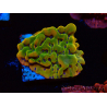 WYSIWYG RAH Montipora Orange Punch