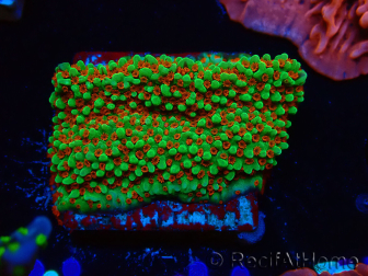 WYSIWYG Montipora Grinch 11L1