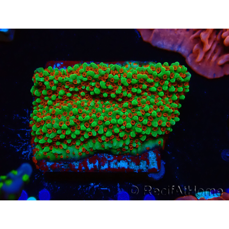 WYSIWYG Montipora Grinch
