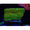 WYSIWYG Montipora Grinch 11L1