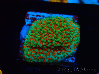 WYSIWYG Montipora Grinch