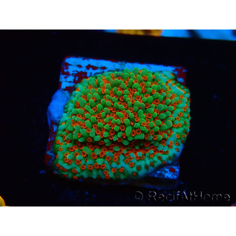WYSIWYG Montipora Grinch 11L2