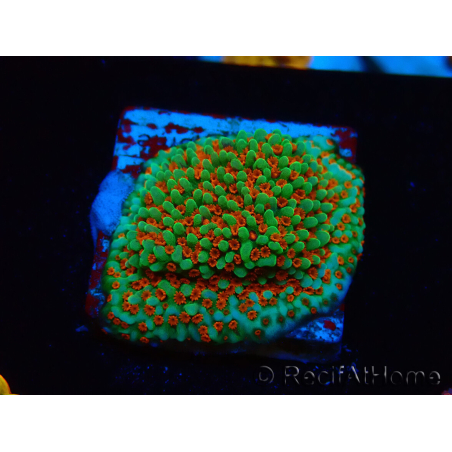 WYSIWYG Montipora Grinch 11L2