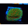 WYSIWYG Montipora Grinch