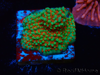 WYSIWYG Montipora Grinch 11L3