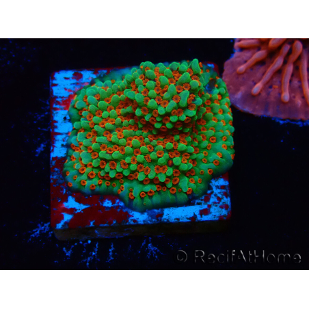 WYSIWYG Montipora Grinch