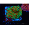WYSIWYG Montipora Grinch
