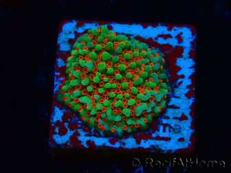 WYSIWYG Montipora Grinch 11L4