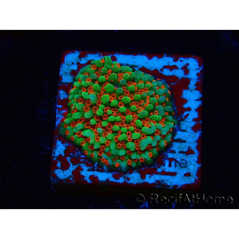 WYSIWYG Montipora Grinch