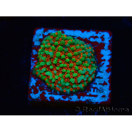 WYSIWYG Montipora Grinch 11L4