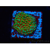 WYSIWYG Montipora Grinch 11L4