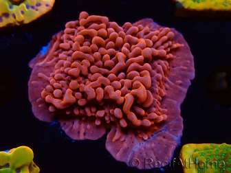 WYSIWYG JF Mean Streak Montipora