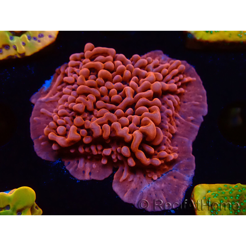 WYSIWYG JF Mean Streak Montipora