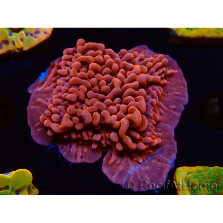 WYSIWYG JF Mean Streak Montipora 11L5