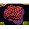 WYSIWYG JF Mean Streak Montipora