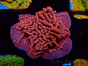 WYSIWYG JF Mean Streak Montipora