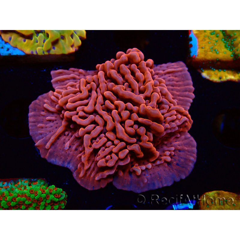 WYSIWYG JF Mean Streak Montipora