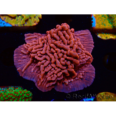 WYSIWYG JF Mean Streak Montipora 11L6