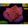 WYSIWYG JF Mean Streak Montipora