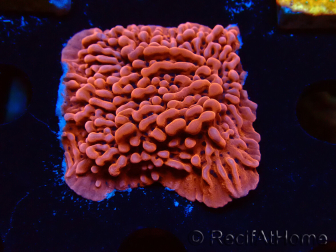WYSIWYG JF Mean Streak Montipora