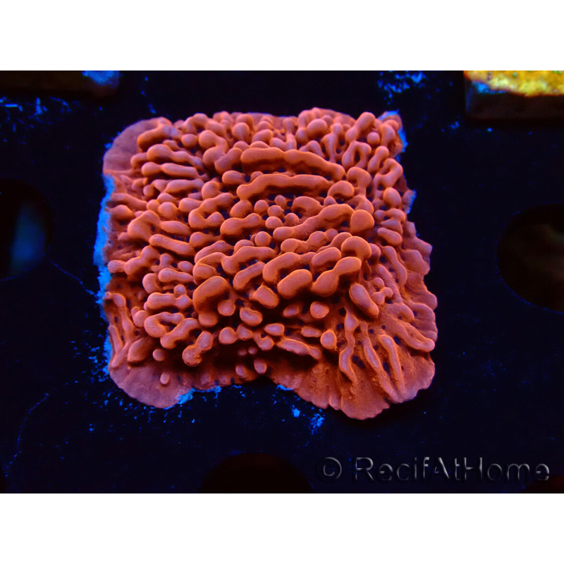 WYSIWYG JF Mean Streak Montipora 11L7