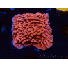 WYSIWYG JF Mean Streak Montipora