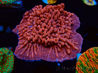 WYSIWYG JF Mean Streak Montipora