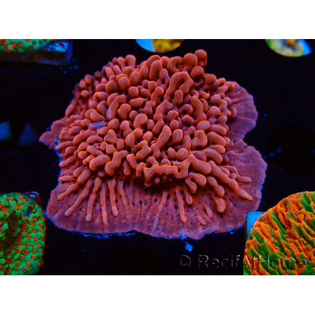 WYSIWYG JF Mean Streak Montipora