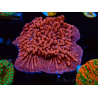 WYSIWYG JF Mean Streak Montipora 11L8