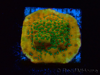 WYSIWYG RAH Montipora Acid Orange 11M5