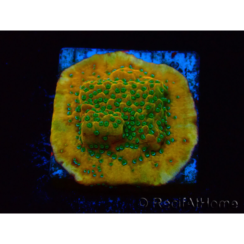 WYSIWYG RAH Montipora Acid Orange