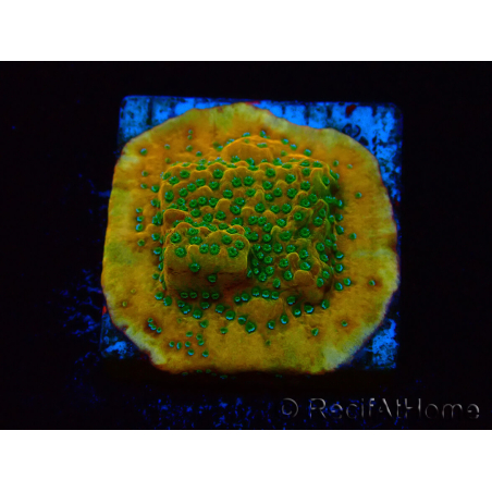 WYSIWYG RAH Montipora Acid Orange