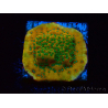 WYSIWYG RAH Montipora Acid Orange