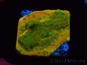 WYSIWYG RAH Montipora Acid Orange