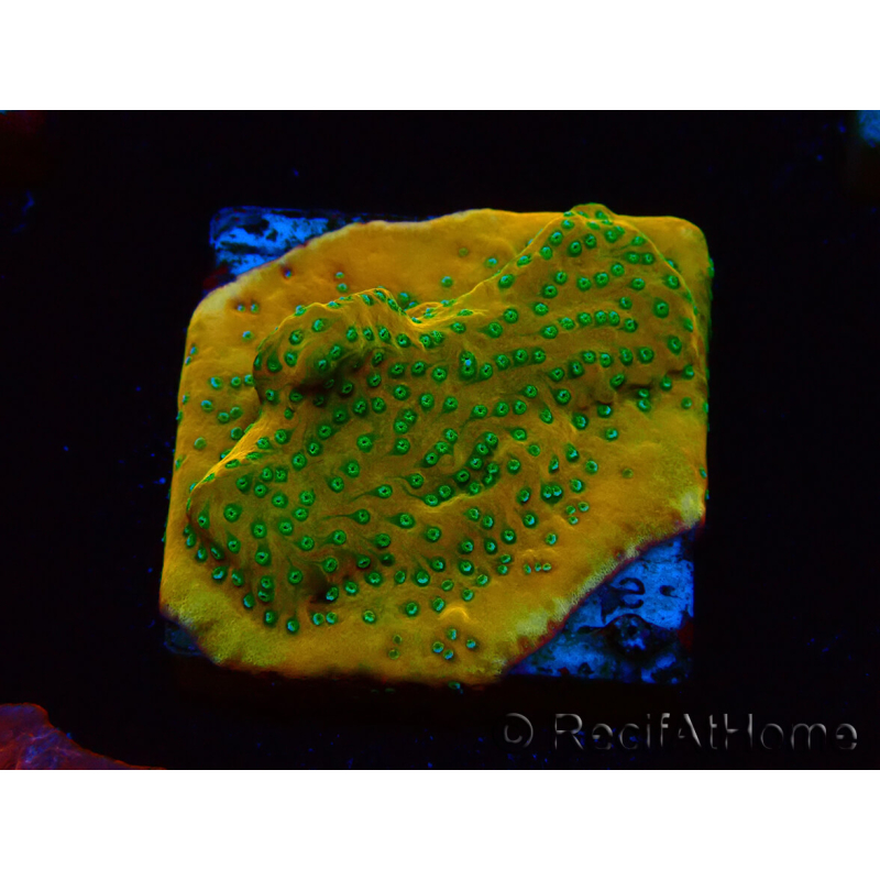 WYSIWYG RAH Montipora Acid Orange
