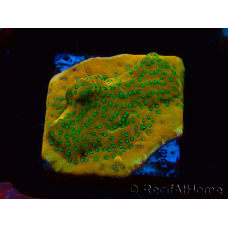 WYSIWYG RAH Montipora Acid Orange 11M6